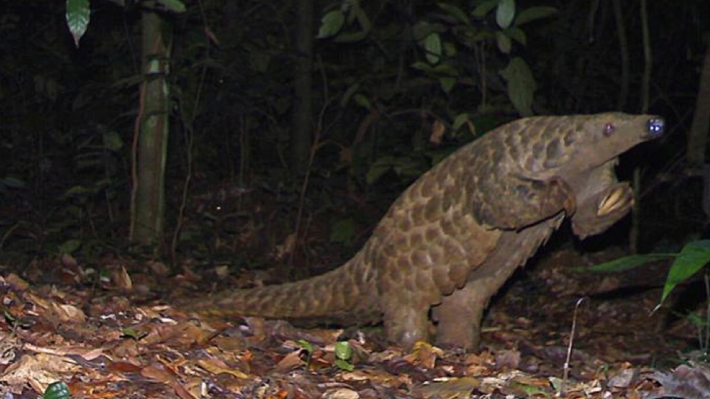 Illustration for article titled Our favorite photographs from this year's BBC Camera-trap Photo of the Year competition